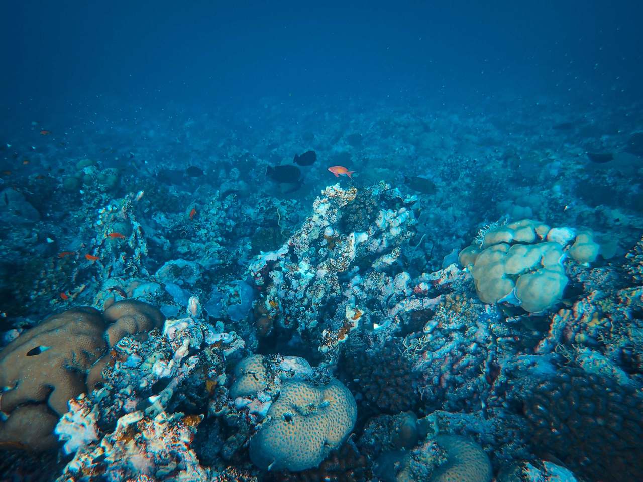 Snorkeller over a coral reef in the Red Sea near Hurghada, Egypt